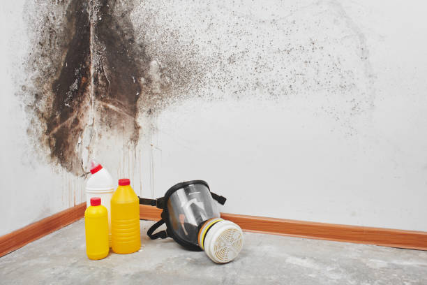 Best Local Mold Removal Service  in Effort, PA