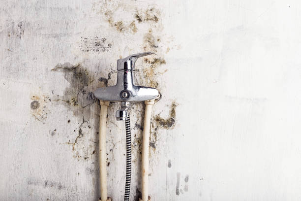 Effort, PA Mold Removal Company