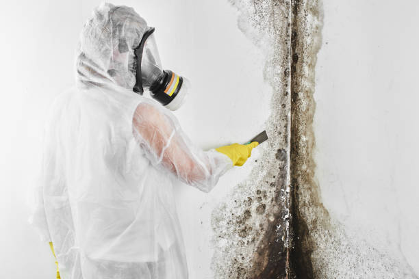 Best Mold Removal Company Near Me  in Effort, PA