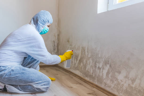 Best Office Mold Removal Services  in Effort, PA