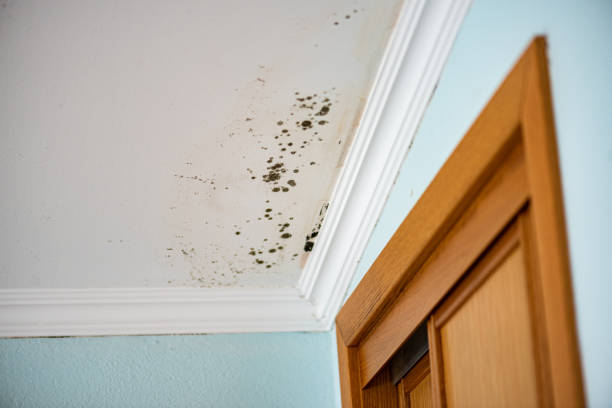 Best Mold Testing  in Effort, PA