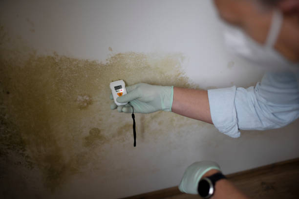 Best Professional Mold Removal  in Effort, PA