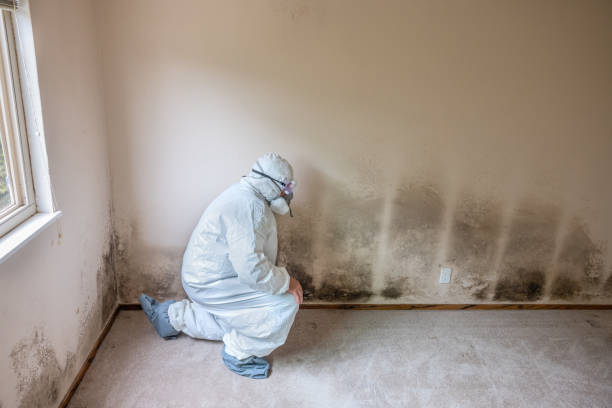 Effort, PA Mold Removal Company