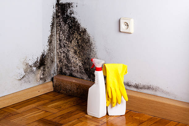 Best Crawl Space Mold Removal  in Effort, PA