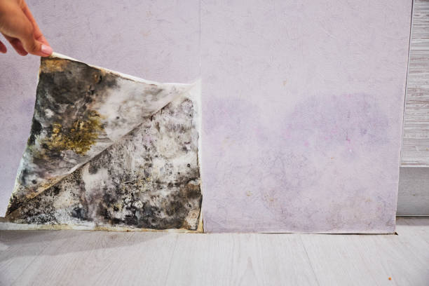 Best Home Mold Removal  in Effort, PA